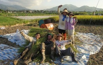 ค่าย Rice Harvesting ฮ่องกง